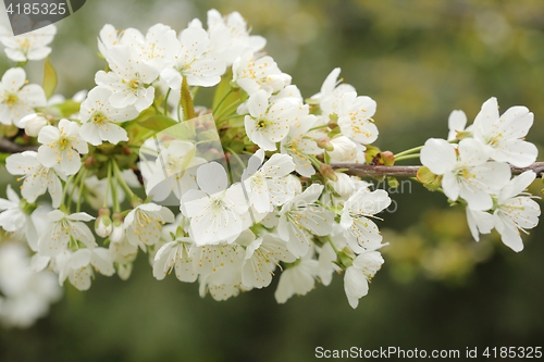 Image of Cherry blossom