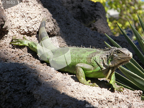 Image of Iguana