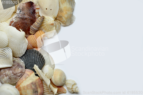 Image of Sea shells scraped together