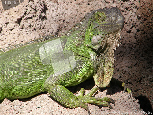 Image of Iguana