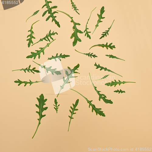 Image of Arugula leaves on beige