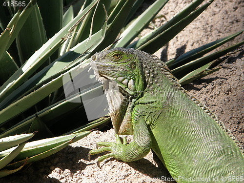 Image of Iguana