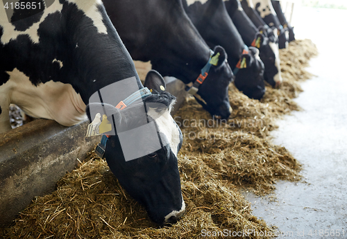 Image of herd of cows eating hay in cowshed on dairy farm