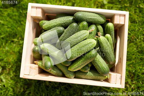 Image of cucumbers in wooden box at summer garden