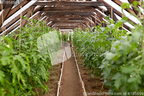 Image of tomato seedlings growing at greenhouse