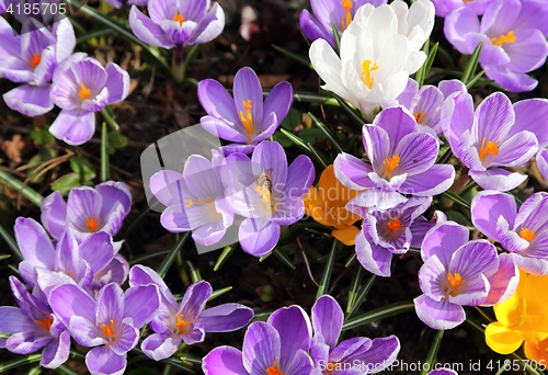 Image of Crocus