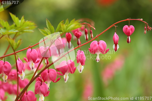 Image of Bleeding heart.