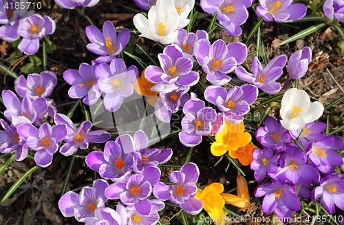 Image of Crocuses.