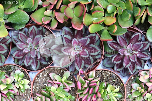 Image of Succulents.