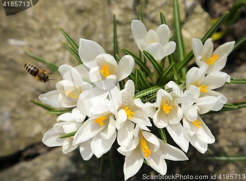 Image of Crocuses.