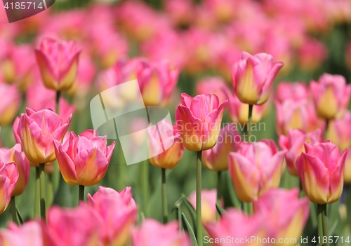 Image of Tulips.