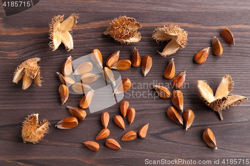 Image of Beech nuts.