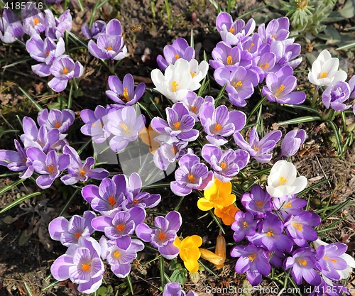 Image of Crocus