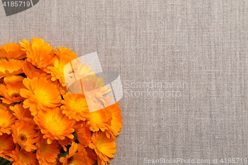 Image of Marigolds.