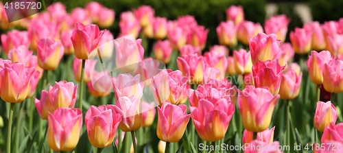 Image of Tulips.