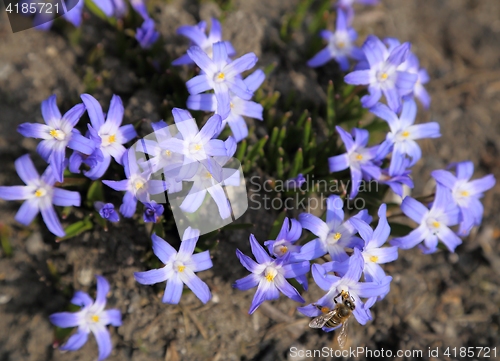 Image of Chionodoxa flowers.