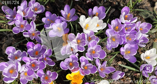 Image of Crocuses.