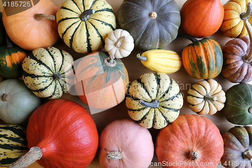 Image of Squash and pumpkins.