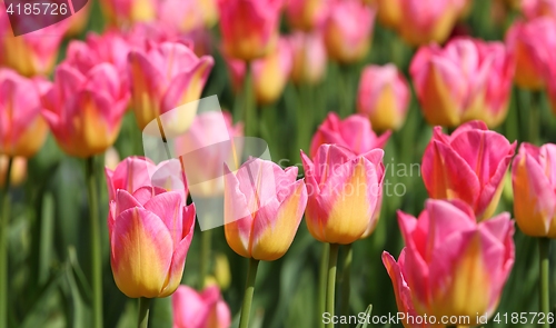 Image of Tulips.