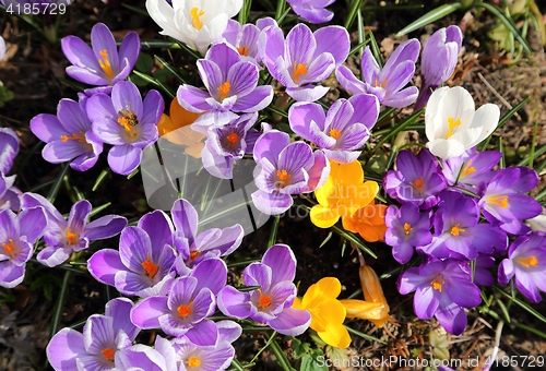 Image of Crocus