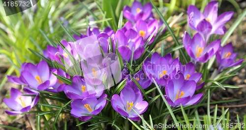 Image of Crocuses.