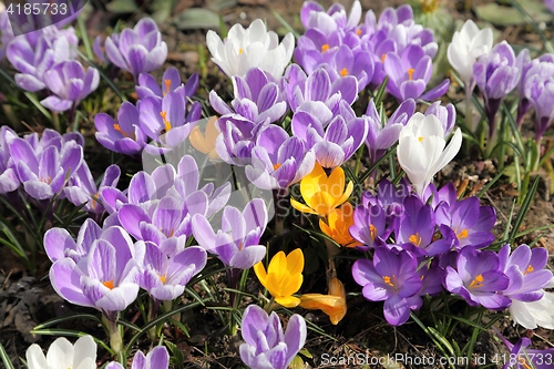 Image of Crocus.