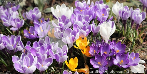 Image of Crocus.