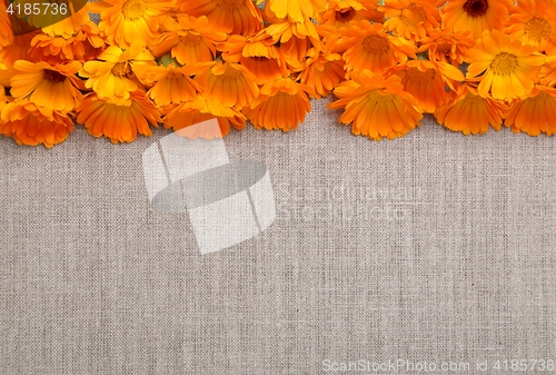 Image of Marigolds.