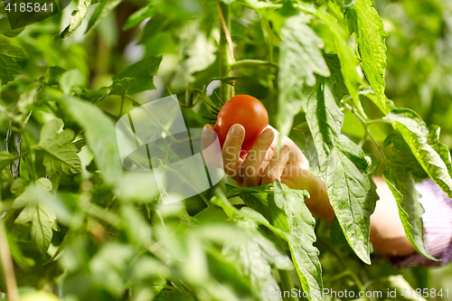 Image of senior farmer picking tomatoes at farm greenhouse
