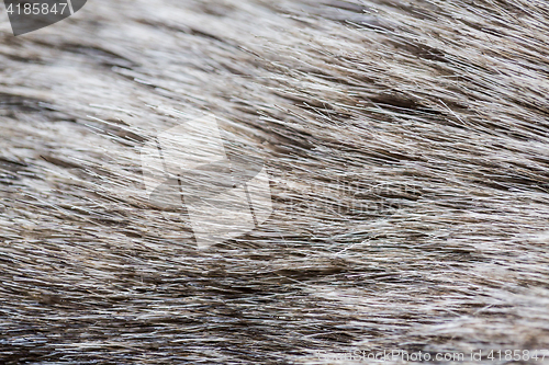 Image of close up of fur background