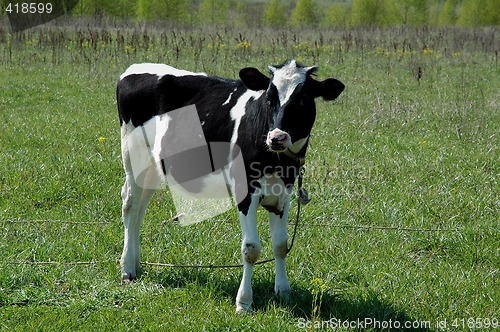 Image of blask and white calf in field