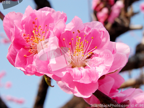 Image of Pink couple