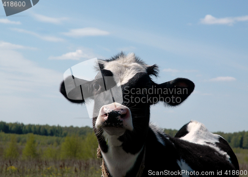 Image of Baby cow