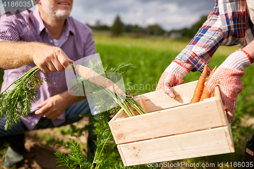 Image of senior couple with box picking carrots on farm