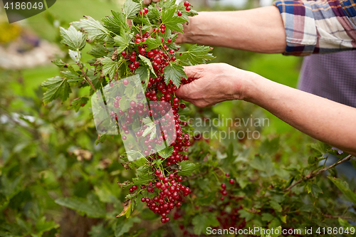 Image of senior woman with red currant at summer garden