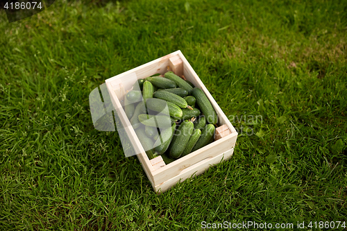 Image of cucumbers in wooden box at summer garden