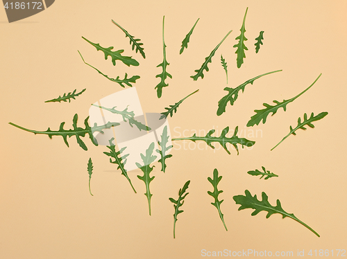 Image of Arugula leaves on beige