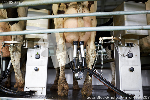 Image of cows and milking machine at rotary parlour on farm