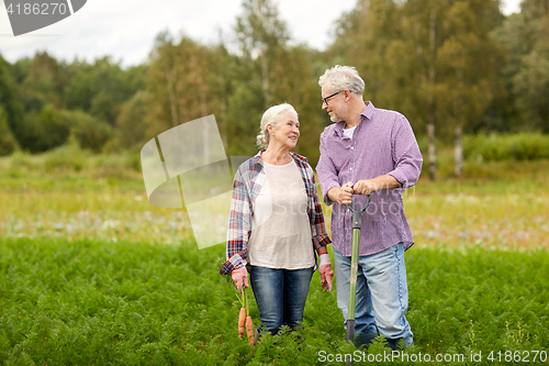 Image of senior couple with shovel picking carrots on farm