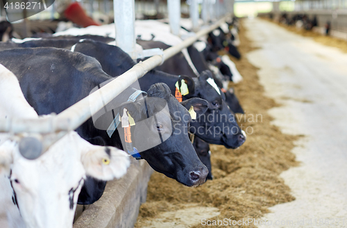 Image of herd of cows in cowshed on dairy farm