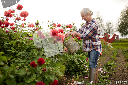 Image of senior woman watering flowers at summer garden