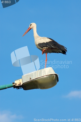 Image of White Stork