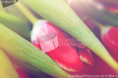 Image of close up of tulip flowers