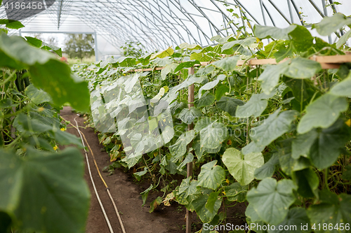 Image of cucumber seedlings growing at greenhouse