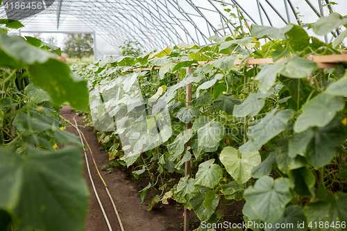 Image of cucumber seedlings growing at greenhouse