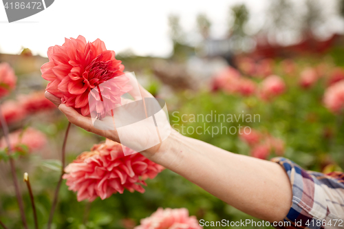 Image of hand of senior woman with flowers at summer garden