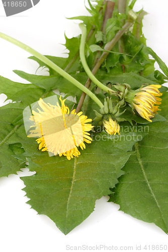 Image of Dandelion