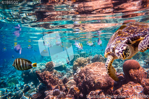 Image of Hawksbill Turtle - Eretmochelys imbricata