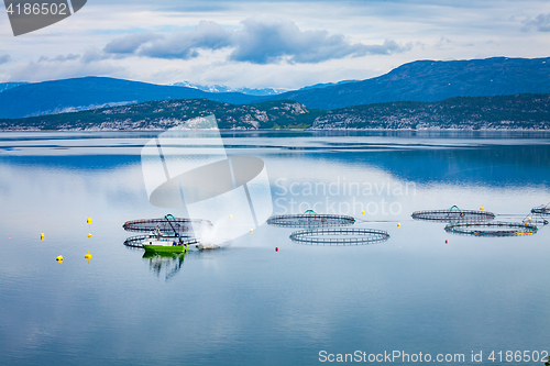 Image of Farm salmon fishing