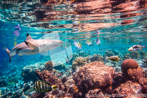 Image of Tropical Coral Reef.